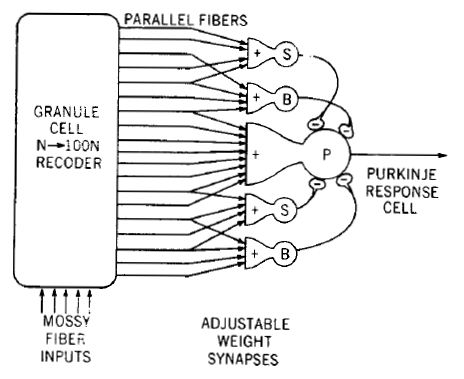 CerebellarPerceptron
