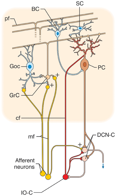 CerebellarCircuit